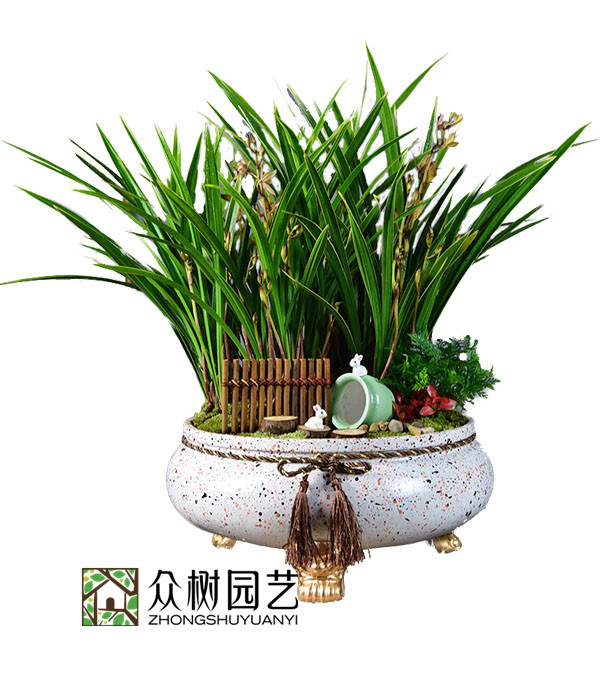 建兰