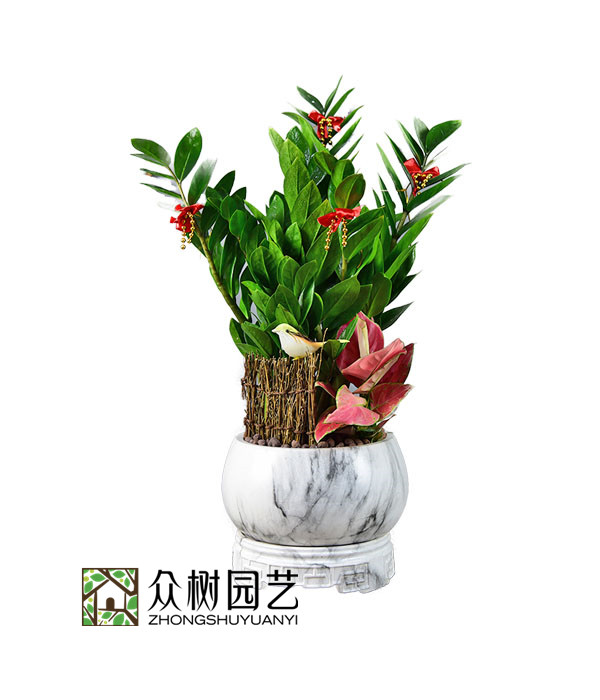 金钱树