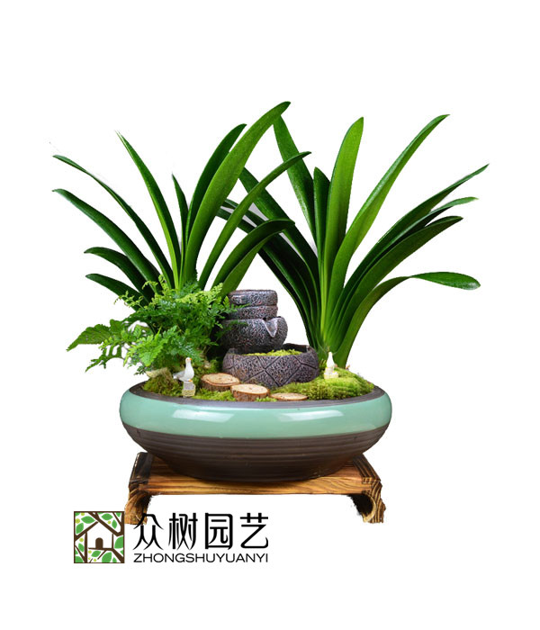 君子兰