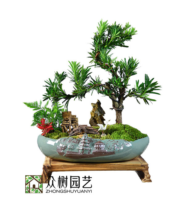 罗汉松