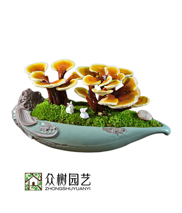 灵芝