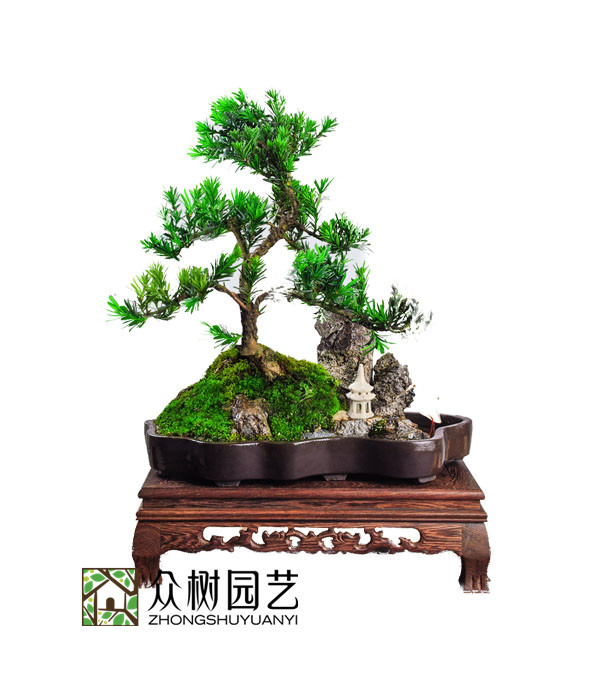 雀舌