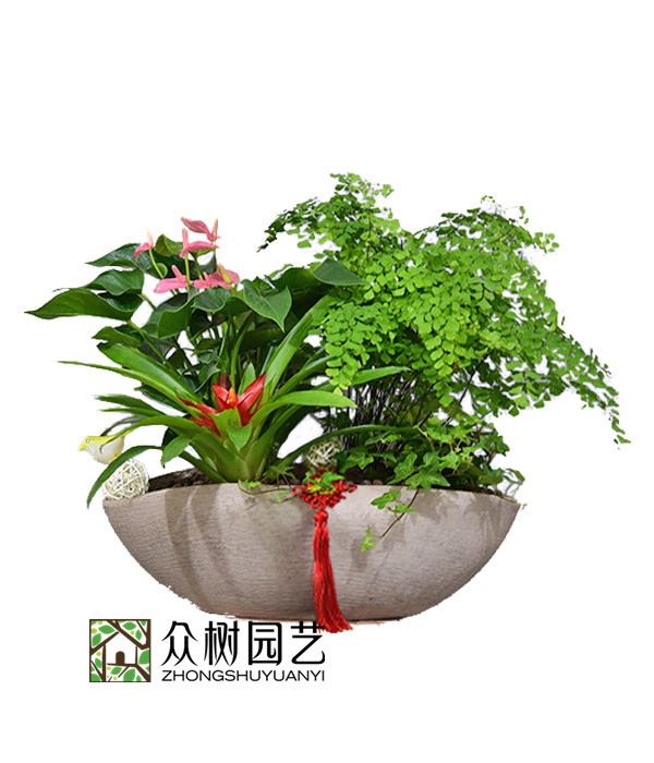 铁线蕨