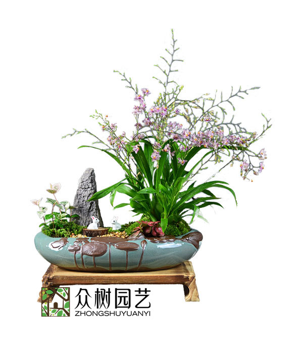 文心兰