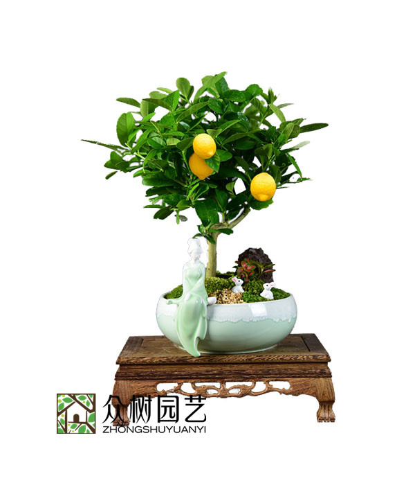 香水柠檬
