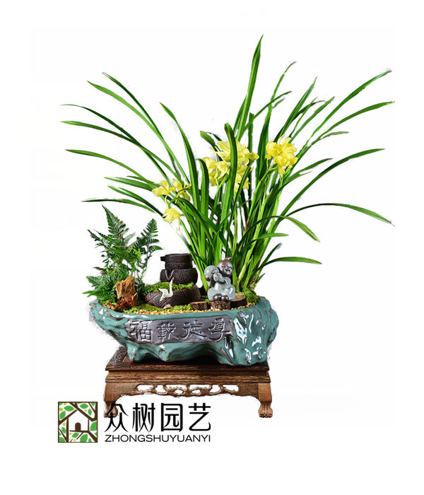 小神童兰花