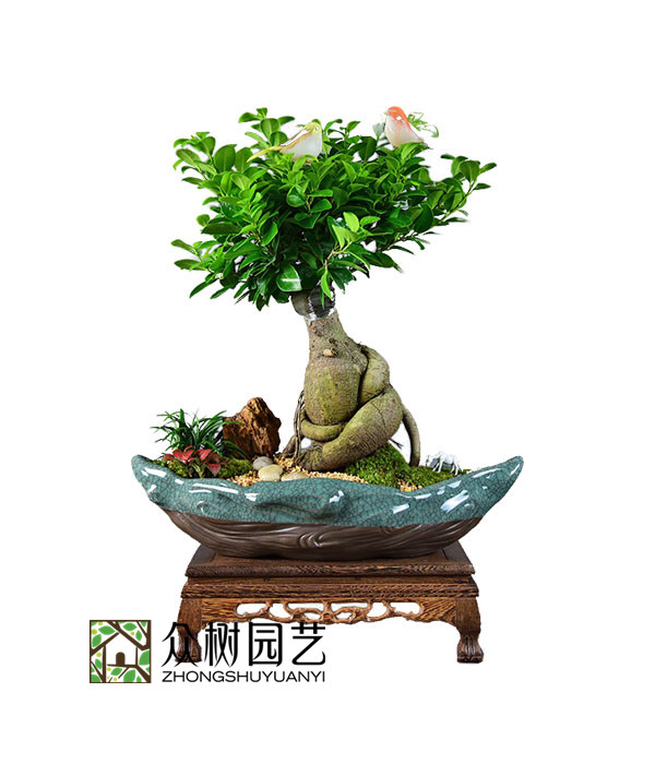 小叶榕树