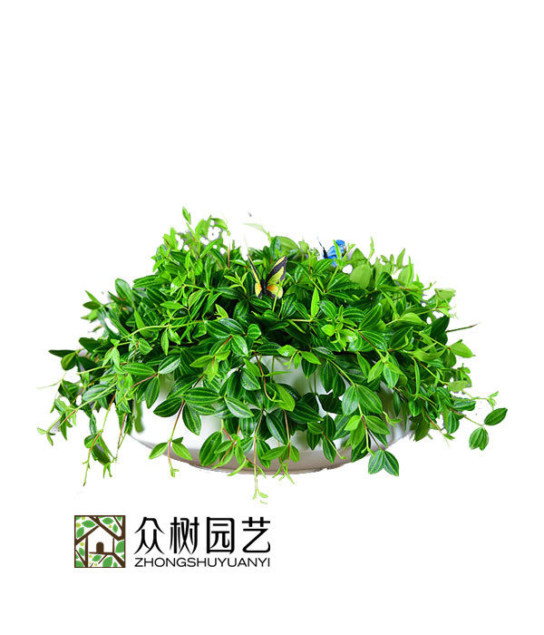 砖石翡翠