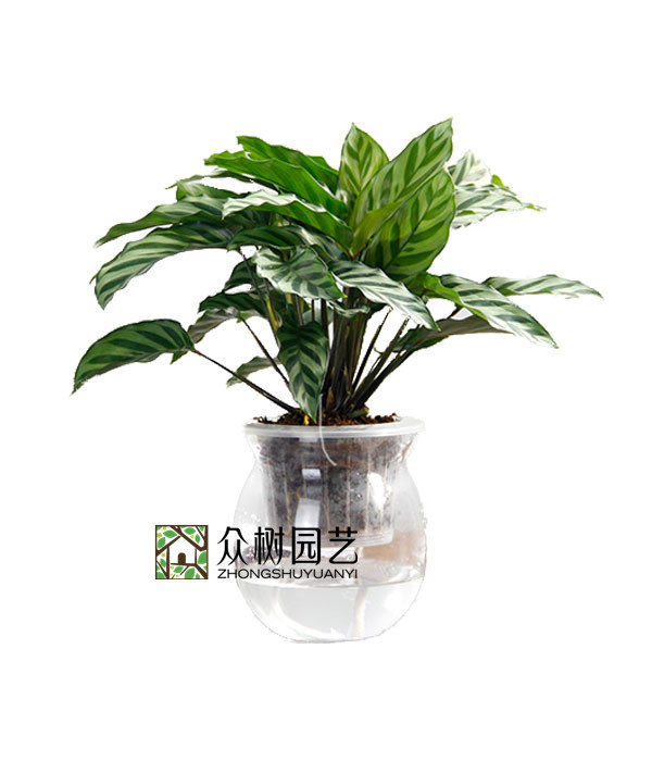 水培翠叶竹