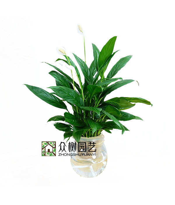 水培白掌