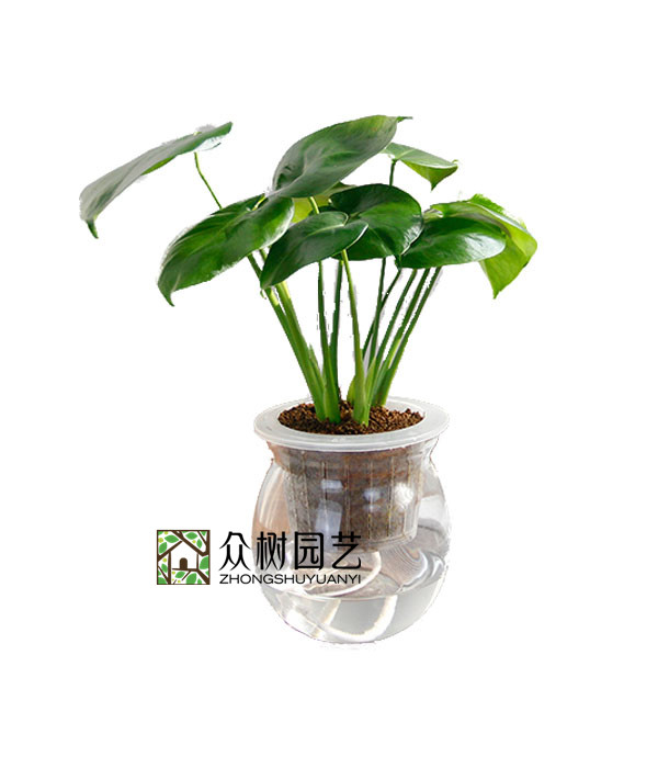 水培龟背竹