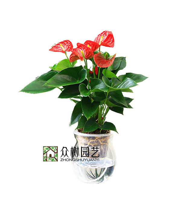 水培红掌