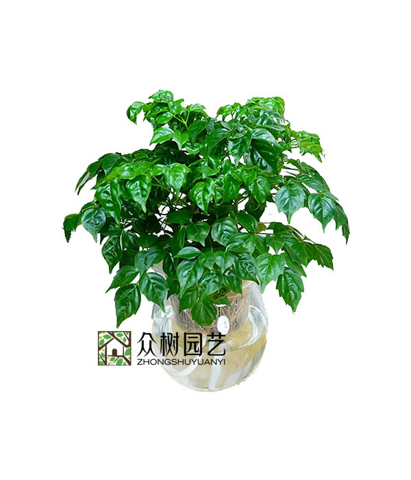 水培绿宝