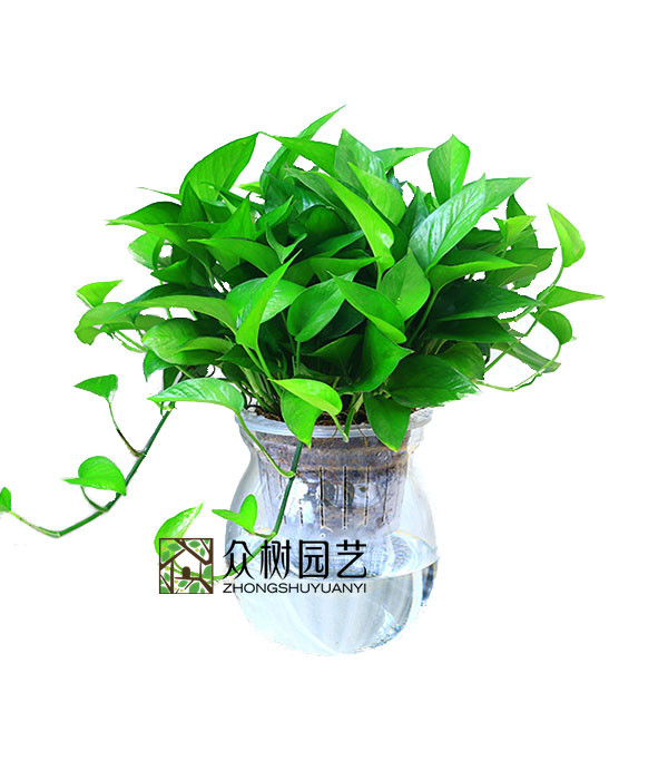 水培绿萝
