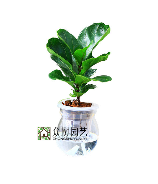 水培琴叶榕