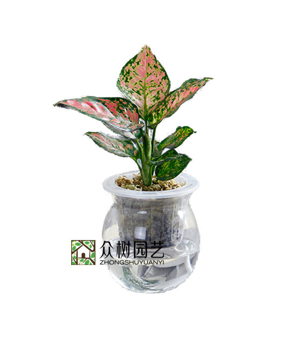 水培如意皇后