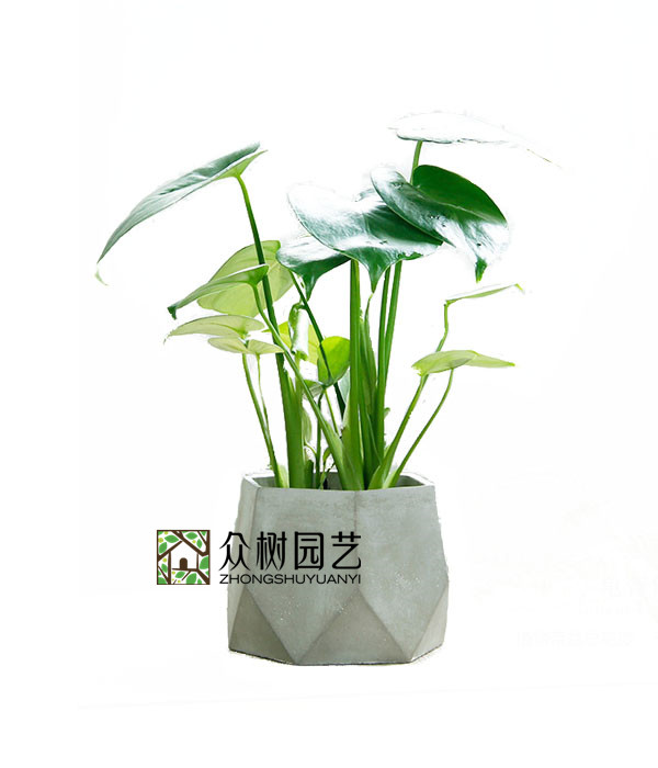 龟背竹