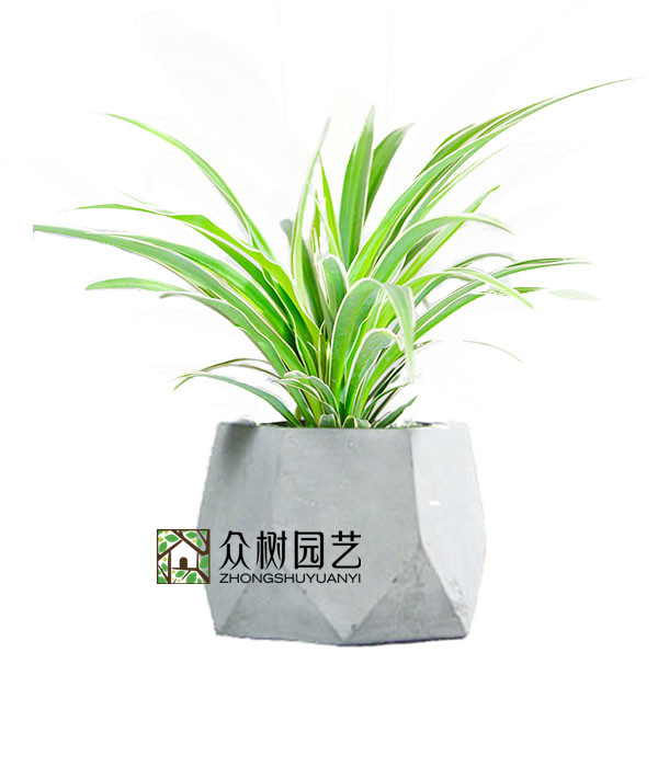 金边吊兰