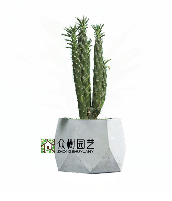将军柱
