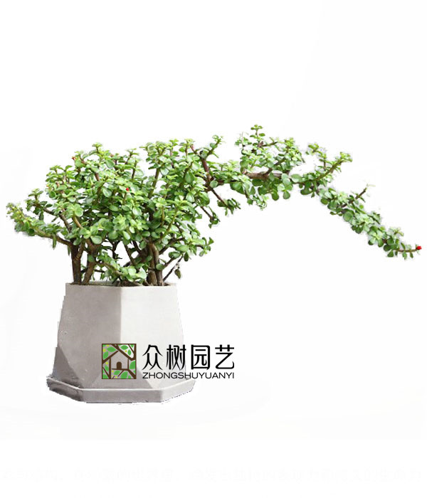 金枝玉叶