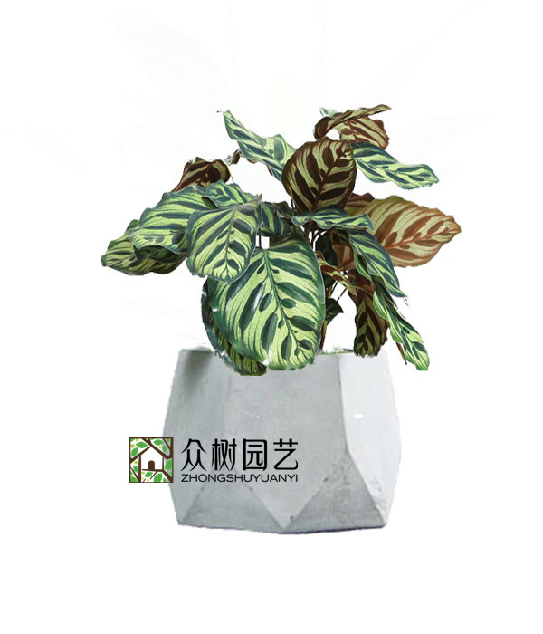 孔雀竹芋