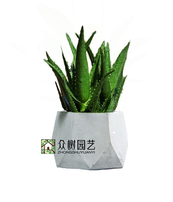 芦荟