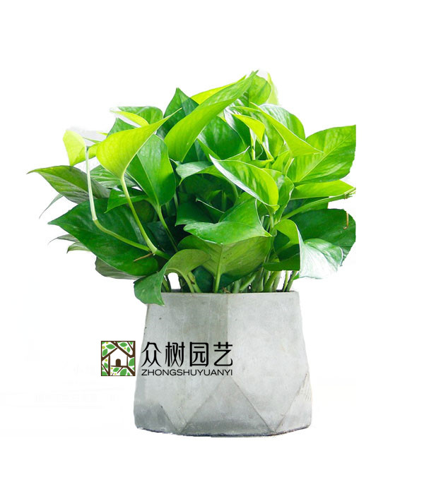 绿萝