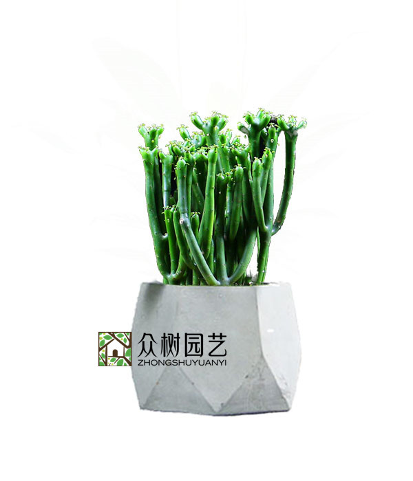 绿珊瑚