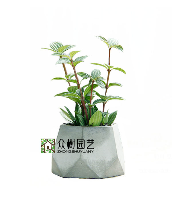 叶轮豆瓣