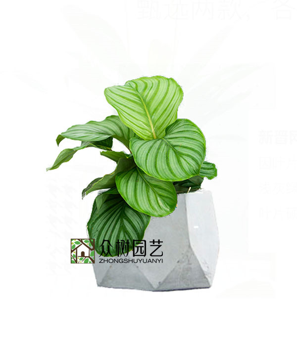 青苹果竹芋