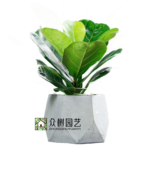 琴叶榕