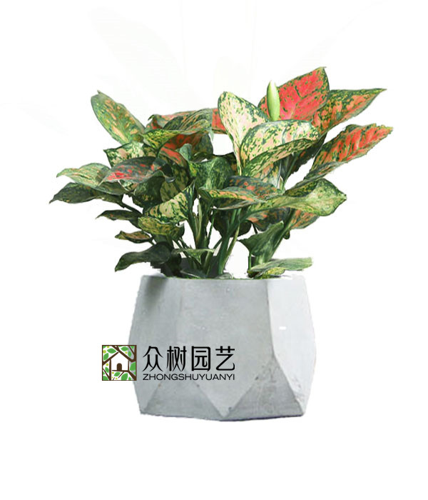 如意皇后