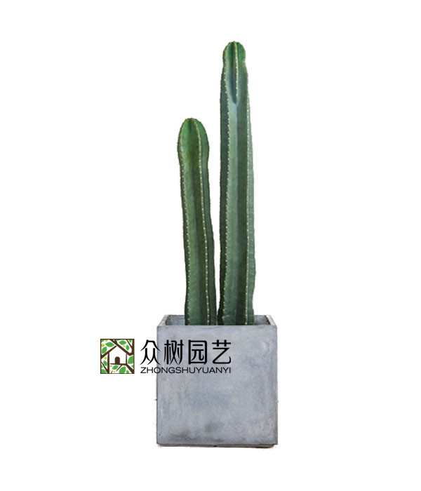 仙人柱