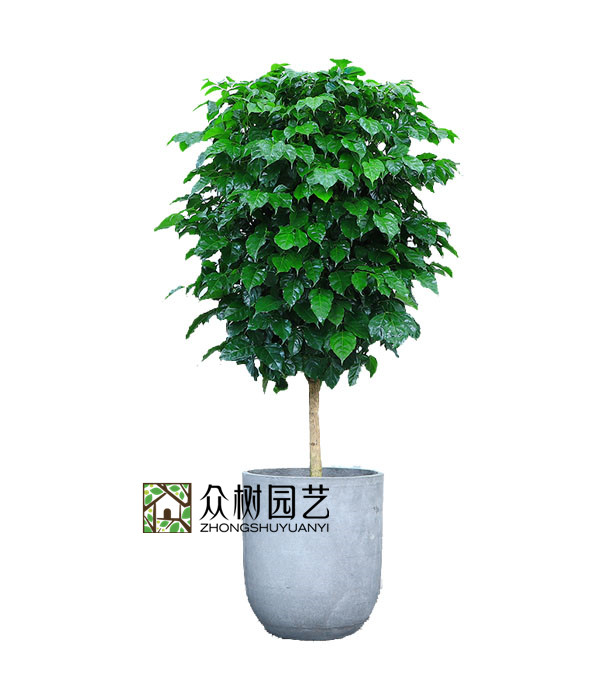 单杆幸福树