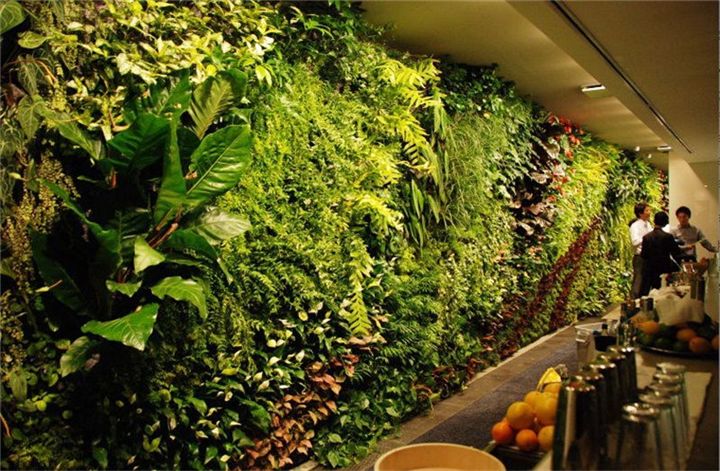 绿植墙养护 绿植墙养护